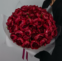 Pfingstrosen Red Charm (Rot)