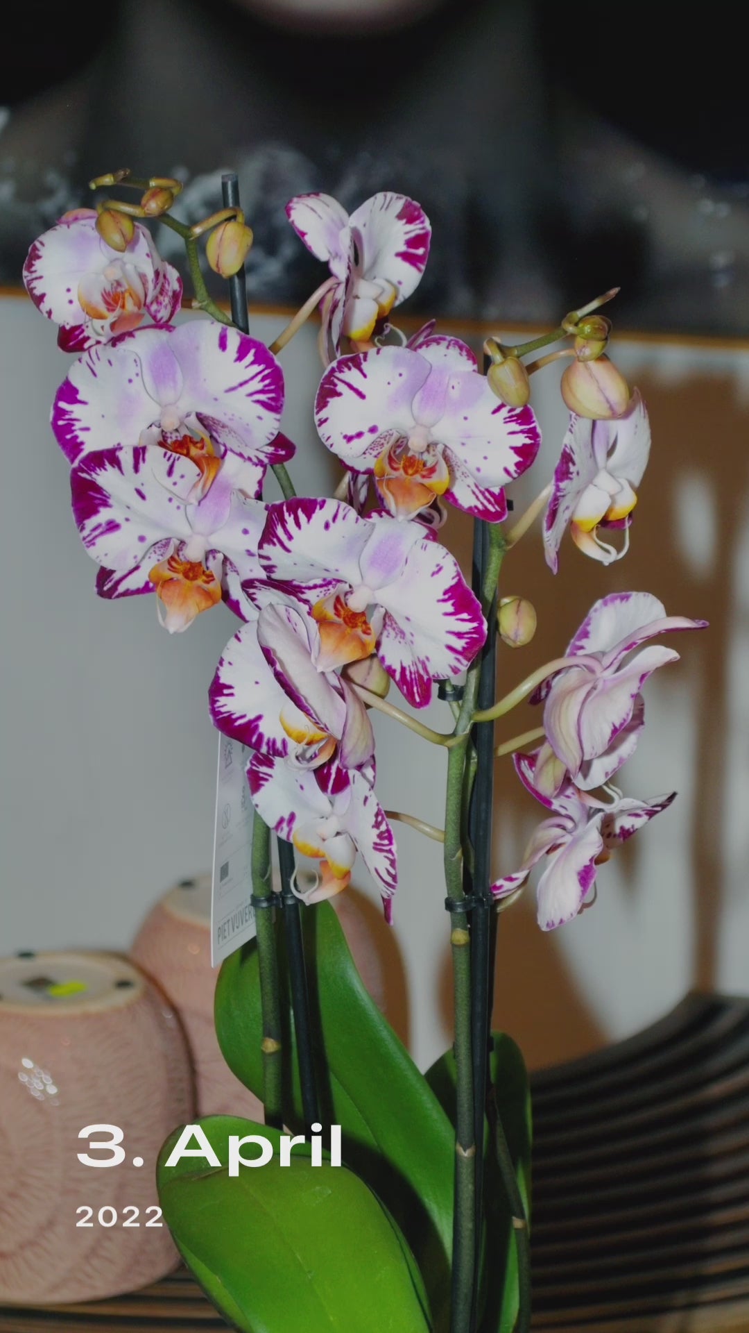 Orchideen