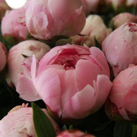 Pfingstrose "Sarah Bernhardt"